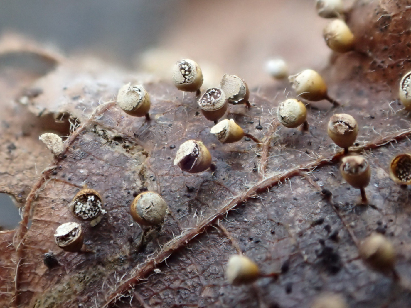 Photo © Sarah Ebdon Craterium minutum by Sarah Ebdon